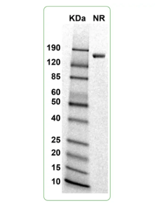 MW: Molecular Weight marker reduced condition
NR: CD4 dimer under non-reduced condition